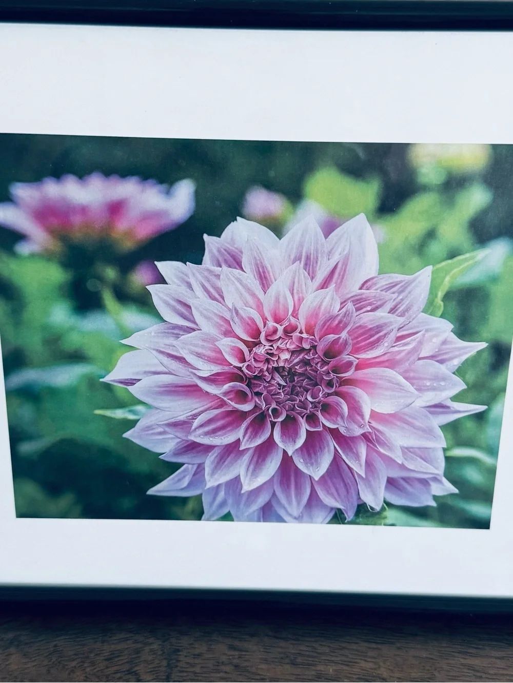 Framed Pink Floral Flower Photo Art